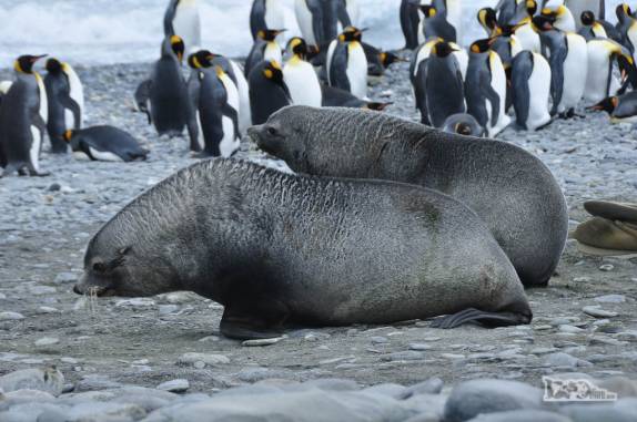 Leões-marinho e pinguins na praia de Salisbury Plain, na Geórgia do Sul